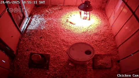 Millar Time Chicken Cam