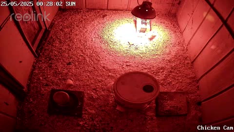 Millar Time Chicken Cam