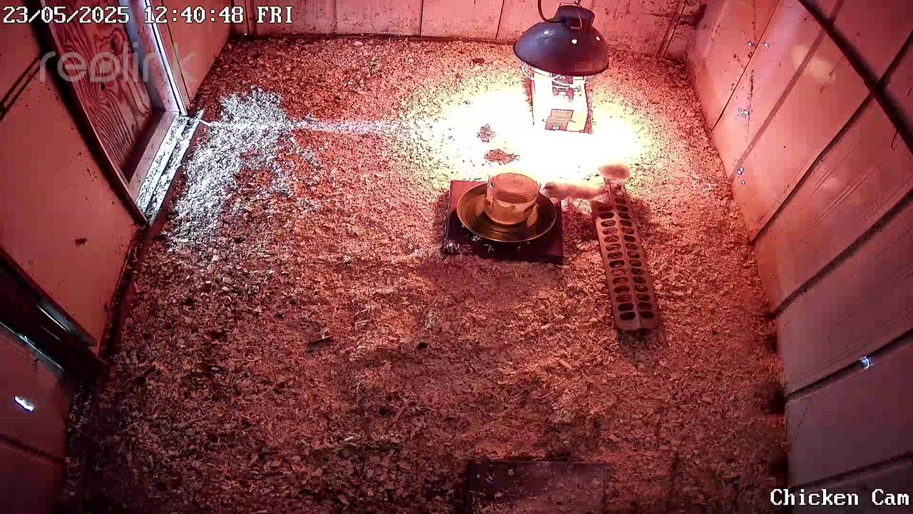 Millar Time Chicken Cam