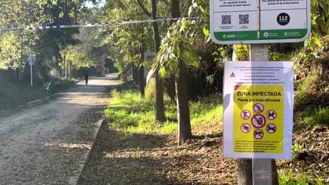 Spanish authorities track boars, amid swine fever outbreak