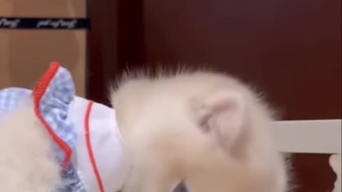 Adorable Kitten in a Dress_ The Cutest Thing You'll See Today!