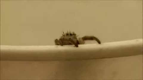 A curious creature