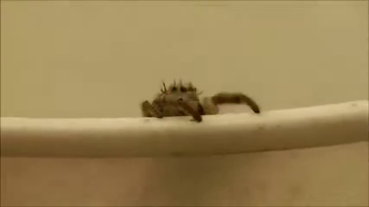 A curious creature