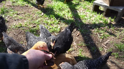 What's a little beef between friends? Pullets try some burger.