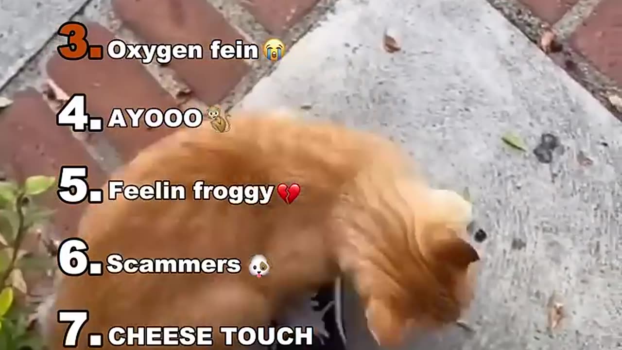 Ranking funniest animals