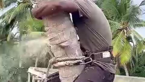 Why Can Tree Cutting Be So Dangerous? 🌳⚠️