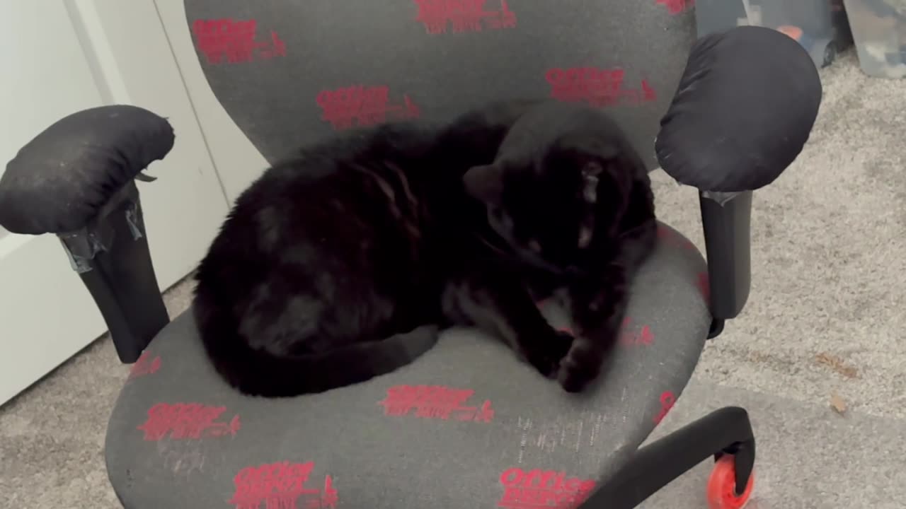 Cute Precious Piper Goes Through Her Morning Routine Before Work - My Adopted Shelter Cat Vlog