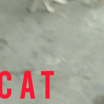 Village Cat