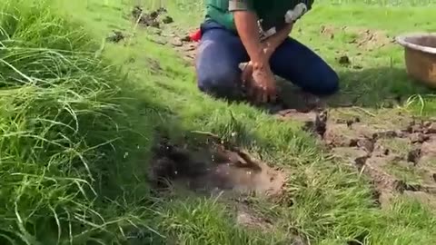 Fish & Fantastic Catching