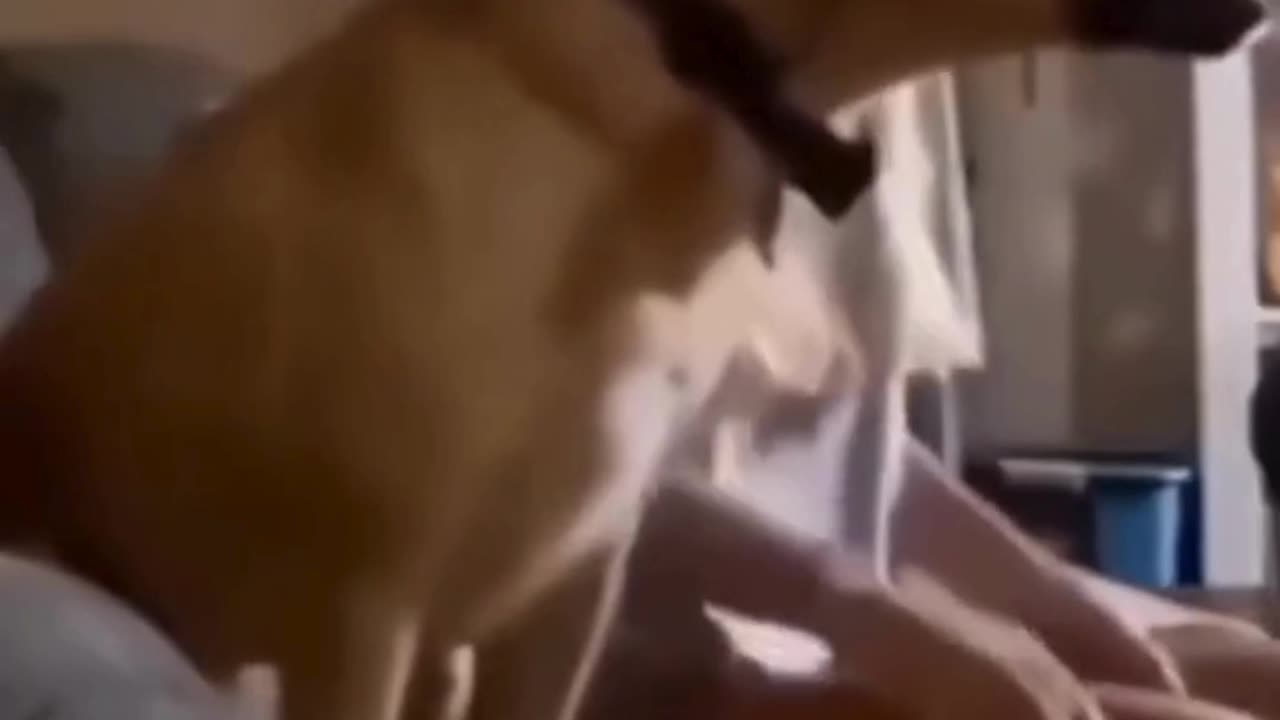 FUNNY ANIMAL COMPILATIONS - PART 14