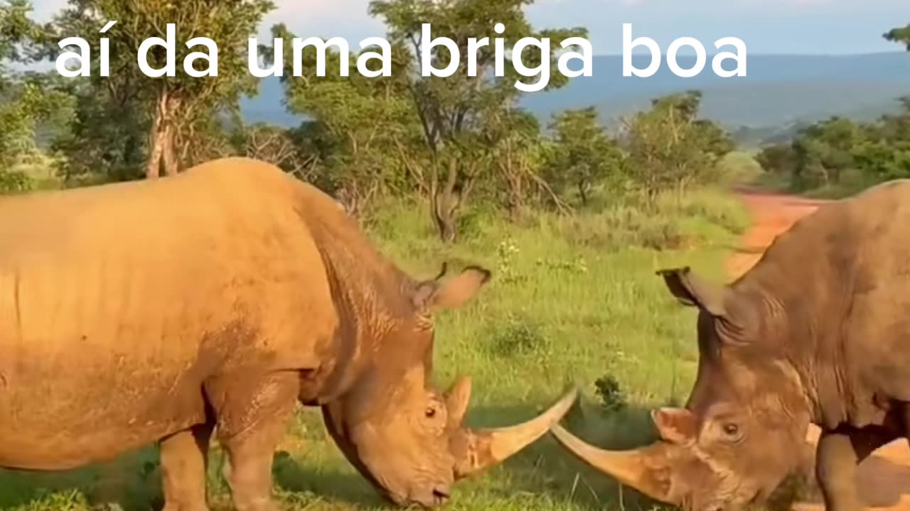 Os animais brigando