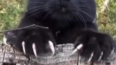 Laugh Out Loud! Funny Cats Doing Adorable Things! 😹🎥