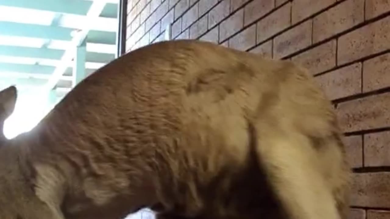 Kangaroos in Australia: diaries