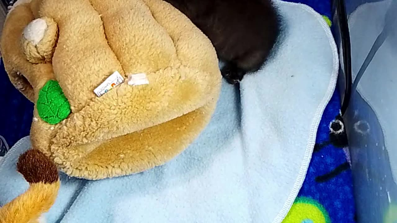 kitten Ninja is live