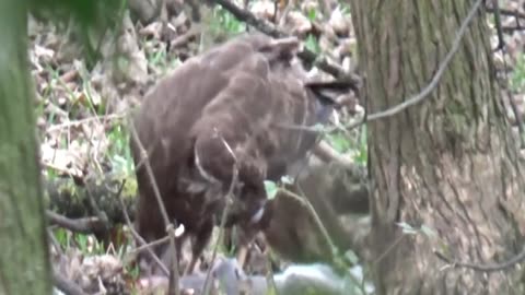 Buzzards Enjoying A Squirrel Breakfast_part2