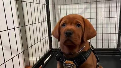 First day on the job for K9 Levi! Small paws, big heart