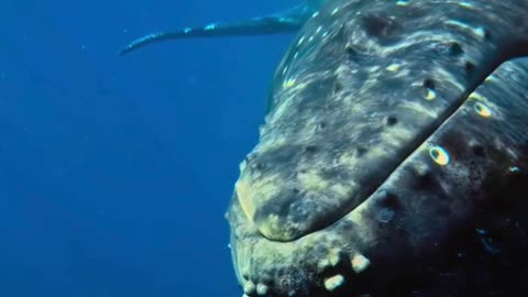 Scientists Discover Rare Whale Shark Gathering at Great Barrier Reef 🌊🐋 | First in Pacific