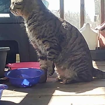 EA S162 - Rare Morning Bright Eyes