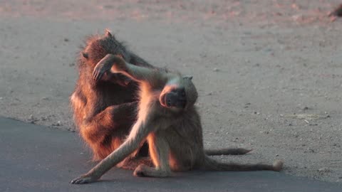 Such Cute Monkeys | Tenderness