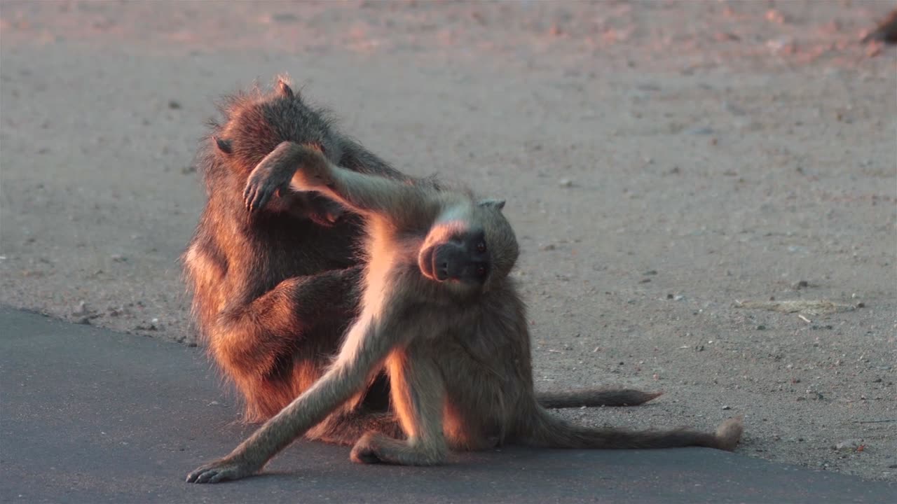 Such Cute Monkeys | Tenderness