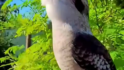Burung Aneh