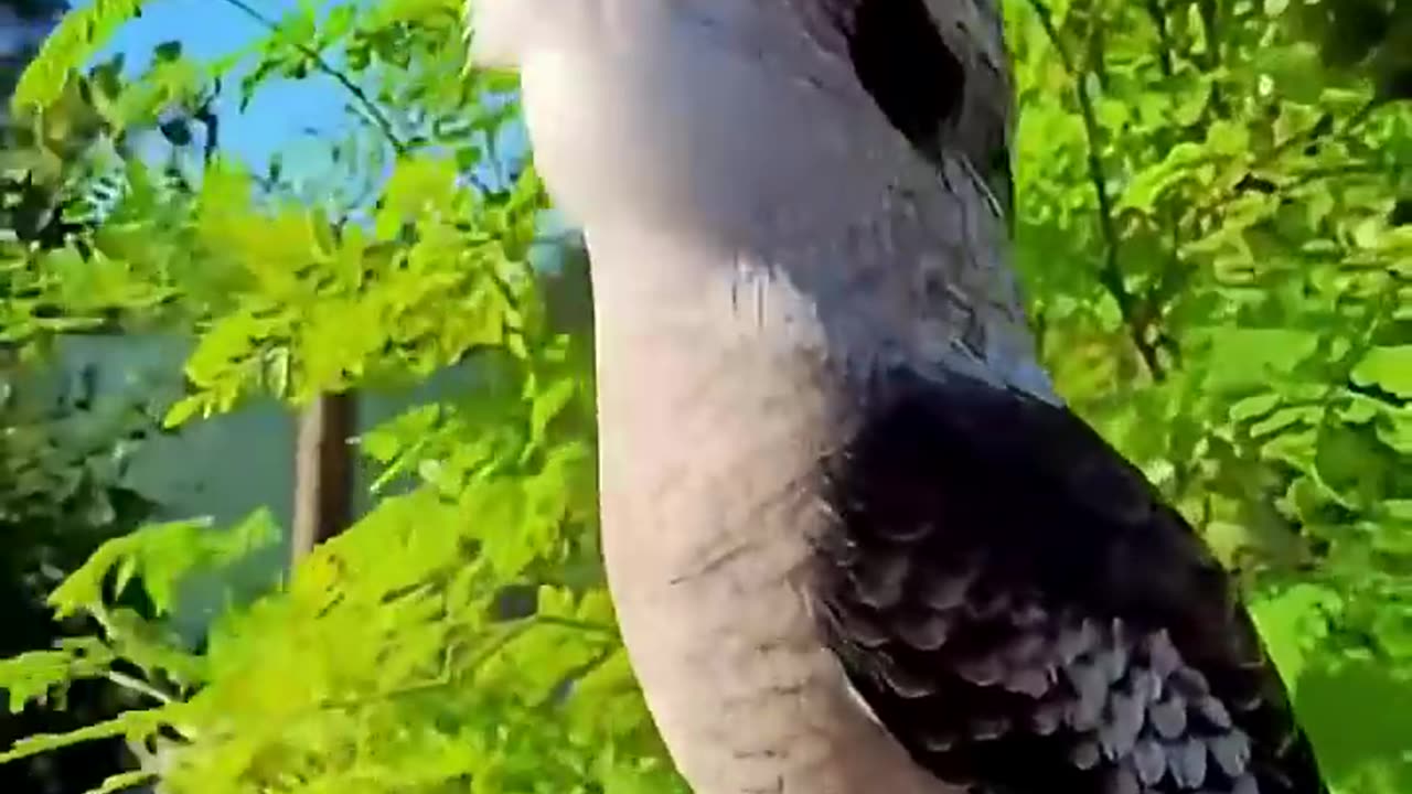Burung Aneh