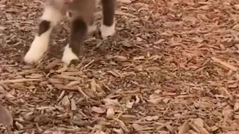 Animal's funny