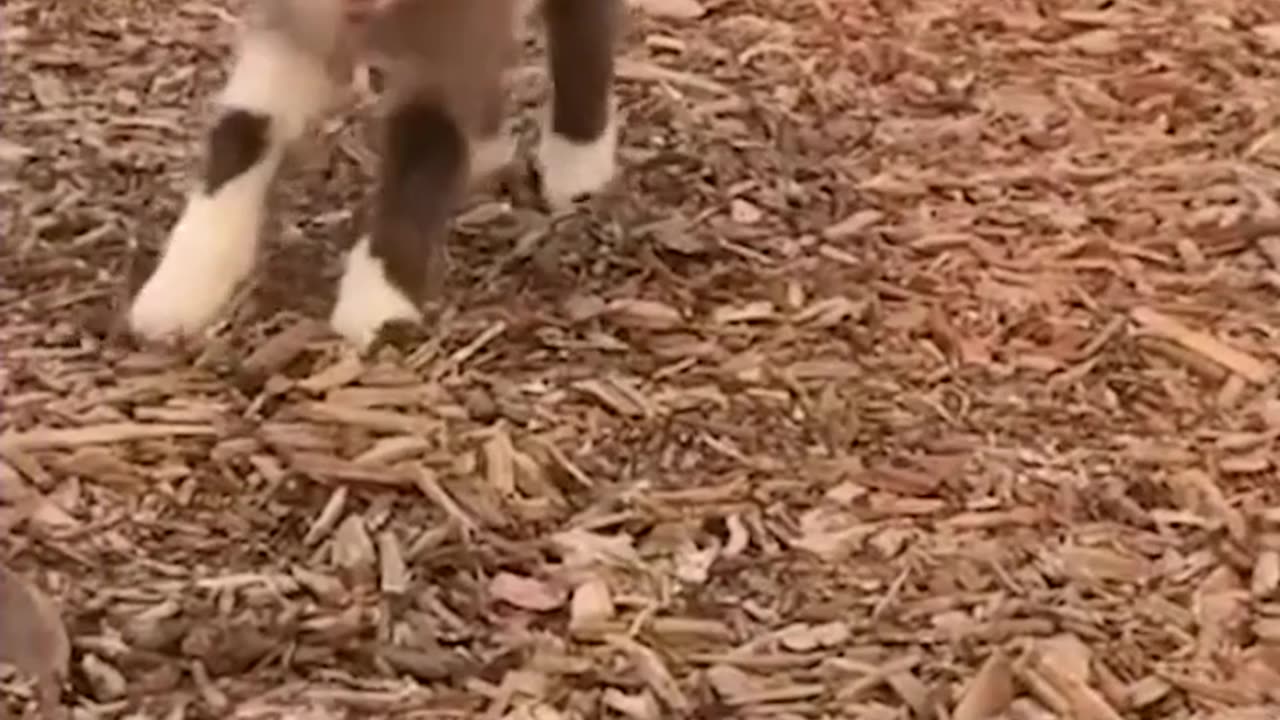 Animal's funny