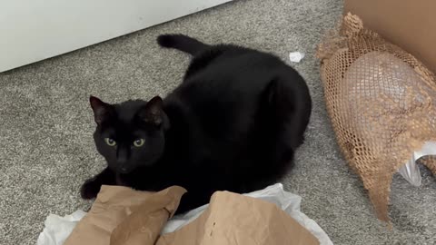 Cute Precious.Piper is a Packing Material Dispenser - My Adopted Shelter Cat Vlog