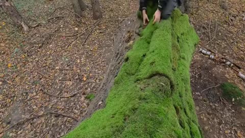 #build #building #bushcraft #camping #outdoor #outdoors #shelter #trip #trending