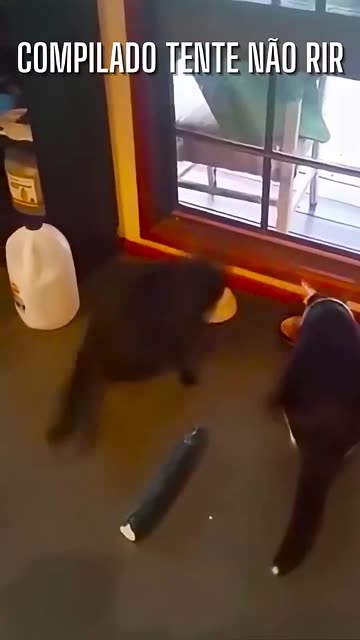 cute and funny animals