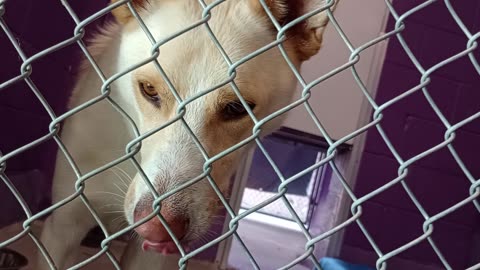 Colt 3y Pet Id 948519 kennel 19 HSSAZ shelter he began bein more comfy round He barks less2025919385
