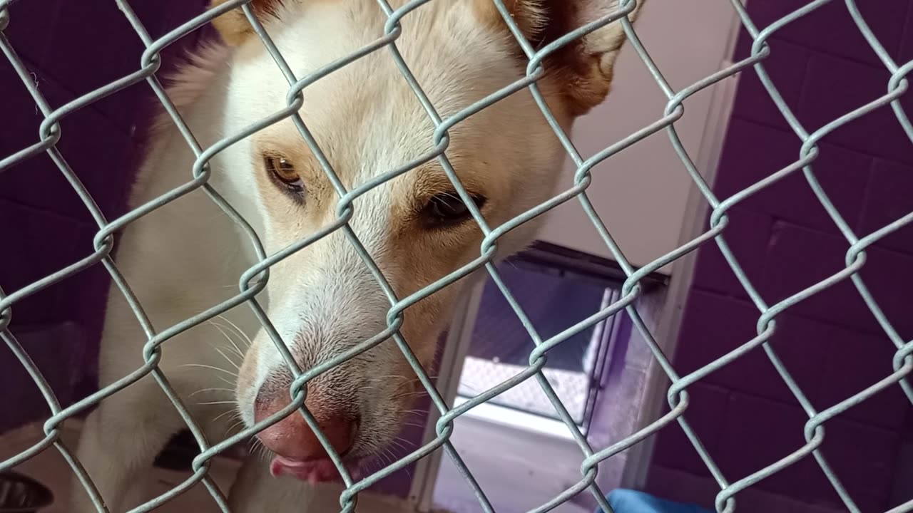 Colt 3y Pet Id 948519 kennel 19 HSSAZ shelter he began bein more comfy round He barks less2025919385