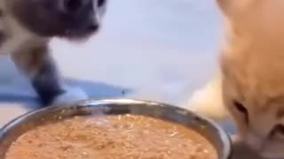 😂🧠 Watch This Orange Brain Cell's Hilarious Failure! | FunFM