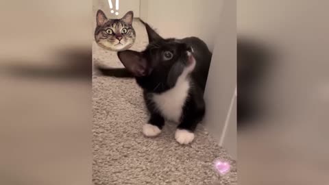 Funny Animal seri 24