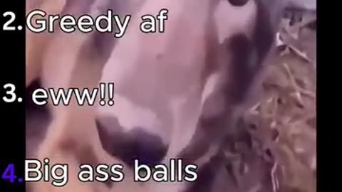 Ranking funniest animal videos