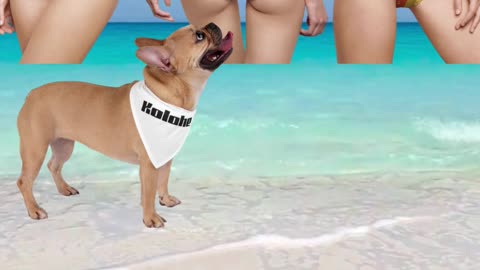 🔊 Kolohe Ko: Summer Beach Vibes! 🐾