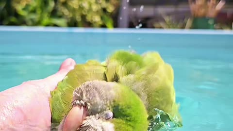 Parrot Enjoys Bathing in the Pool 🦜💦