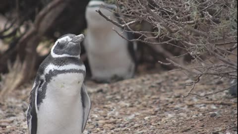 Peaceful with lovely penguins and listening to music P3
