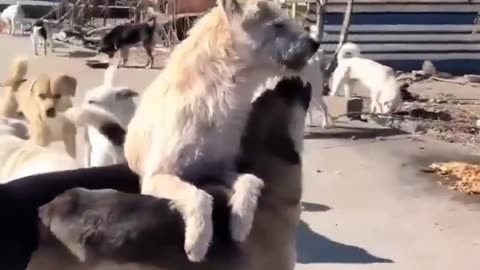 Meet King Charles – The Cute Lapdog Who Rules the Shelter Savage Style
