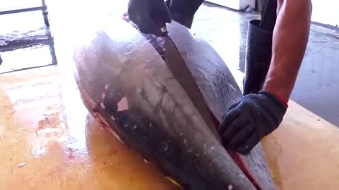 Huge Bluefin Tuna Catching, Bluefin Tuna Cutting, Sashimi