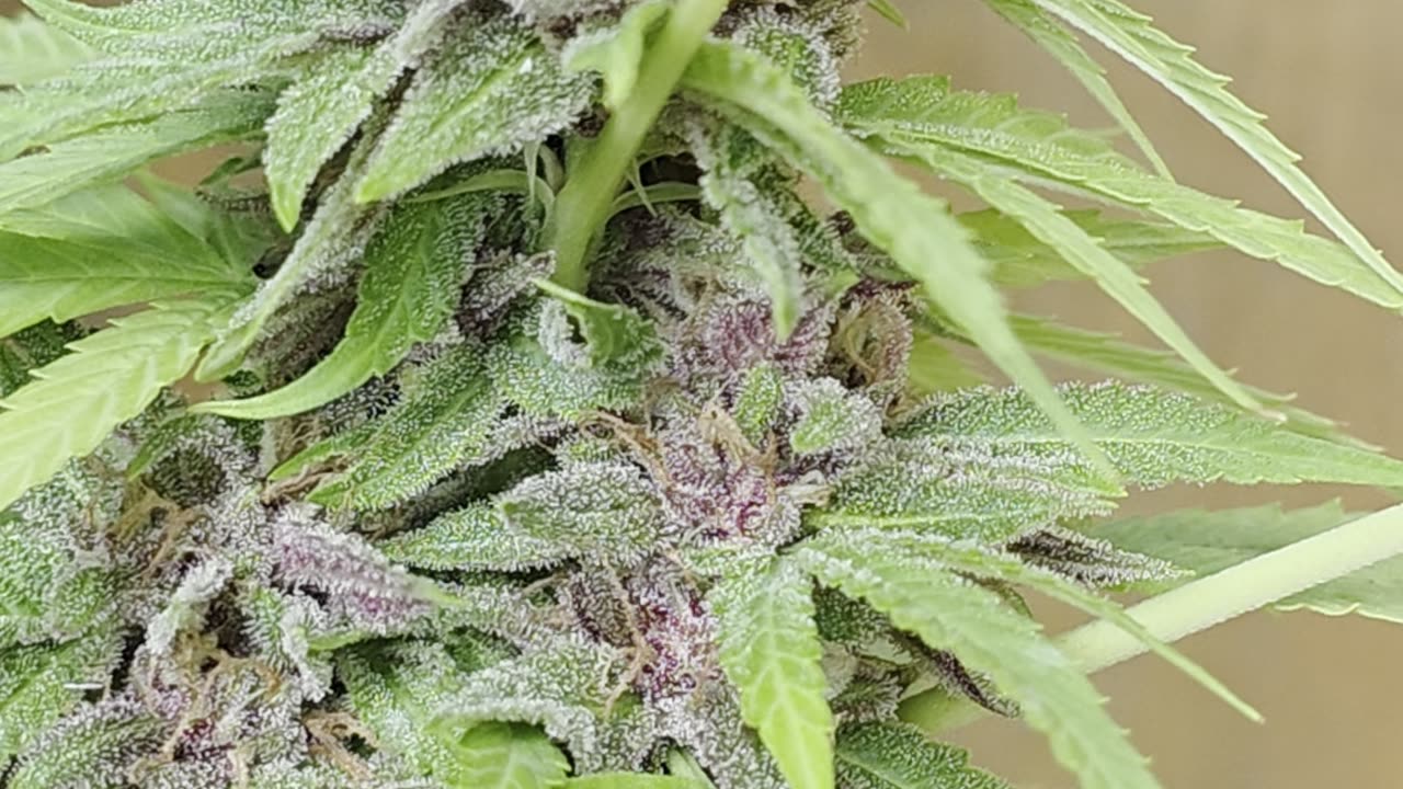 KUSH MINTS