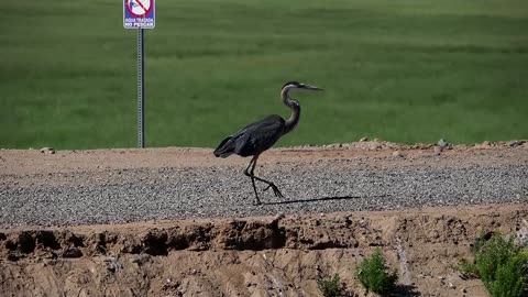 Wetlands Arizona