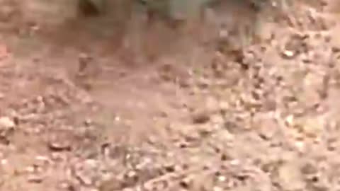 Rare Animal Clips MUST See! ⚡ #animals #animalshorts