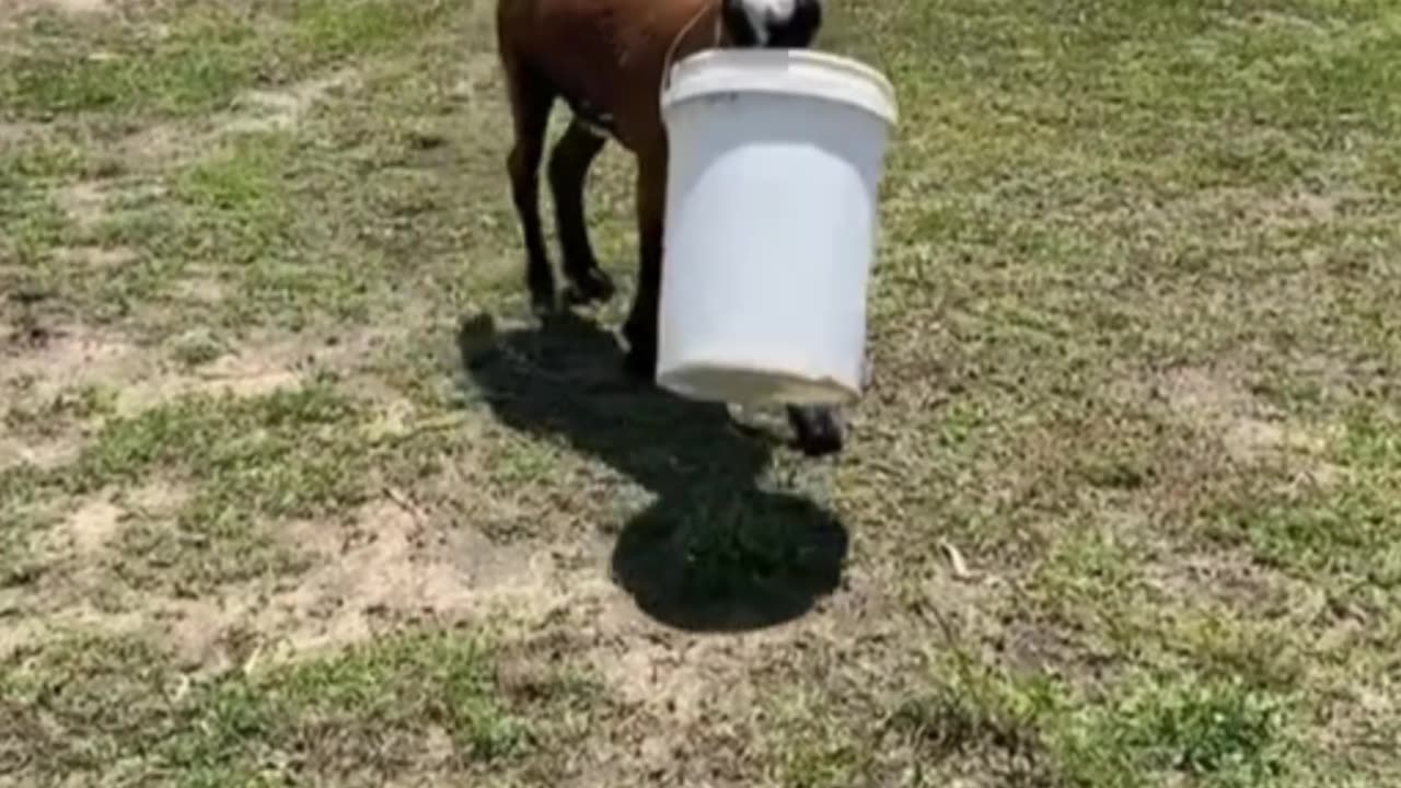 When Animals Get Stuck in the Weirdest Places!