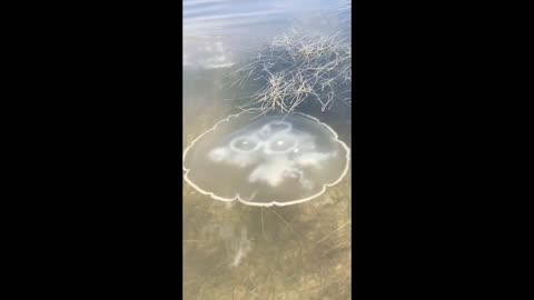 The Moon Jellyfish “Flex” — Full Spread in Satisfying Slow-Mo