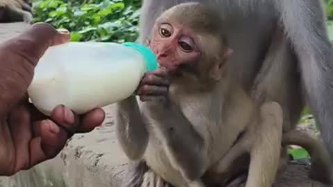 Monkey 🐒 baby 🍼 video 📷