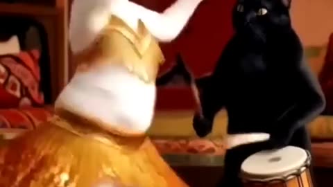 Cute Baby Cats Dance video