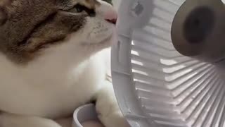 😂🐶 This Animal's Multi-Sensory Experience is UNFORGETTABLE! | FunFM
