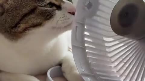 😂🐶 This Animal's Multi-Sensory Experience is UNFORGETTABLE! | FunFM